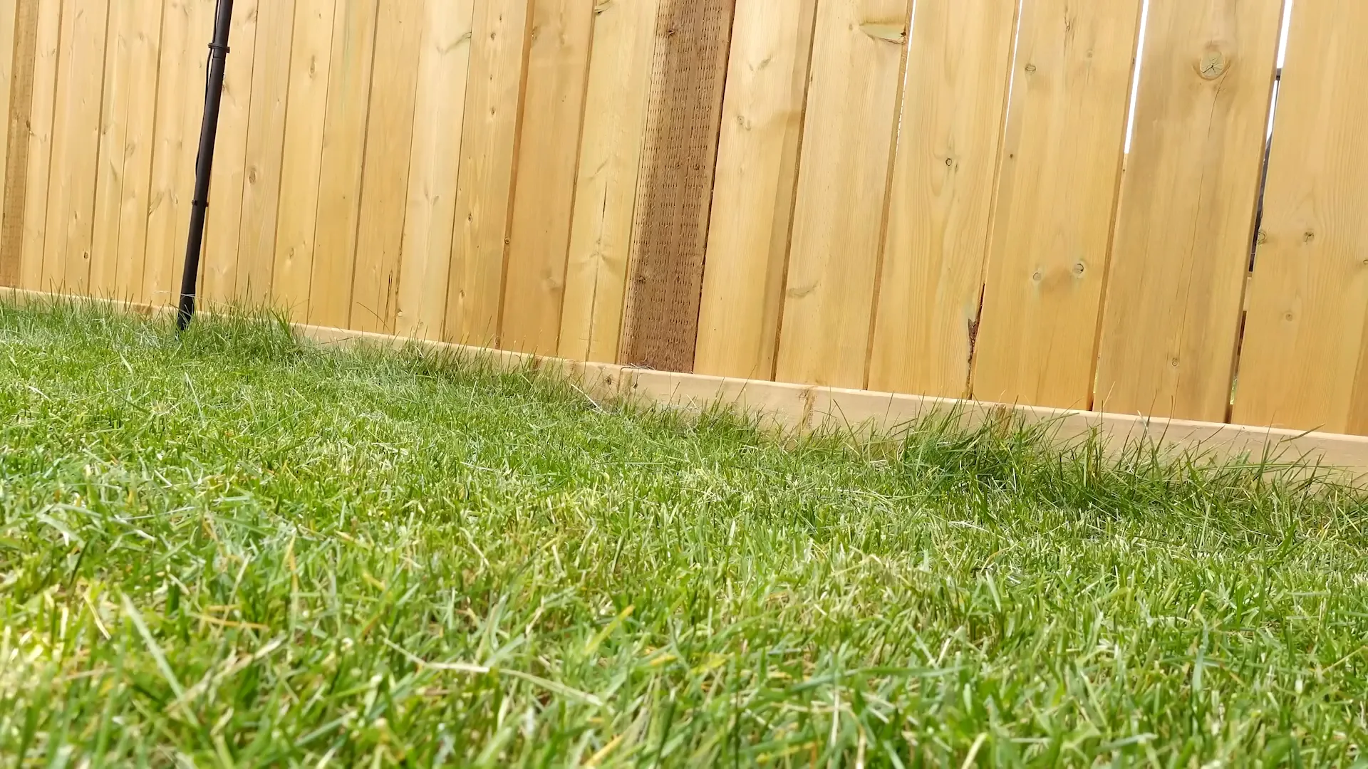 Lawn with evenly trimmed grass from Ecovacs Goat mowing