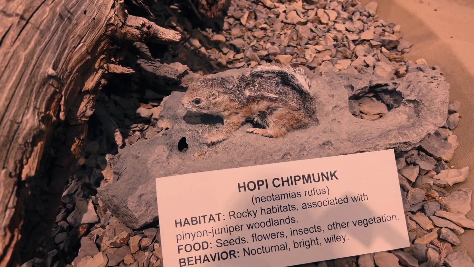 Diorama of local wildlife including a Hopi chipmunk