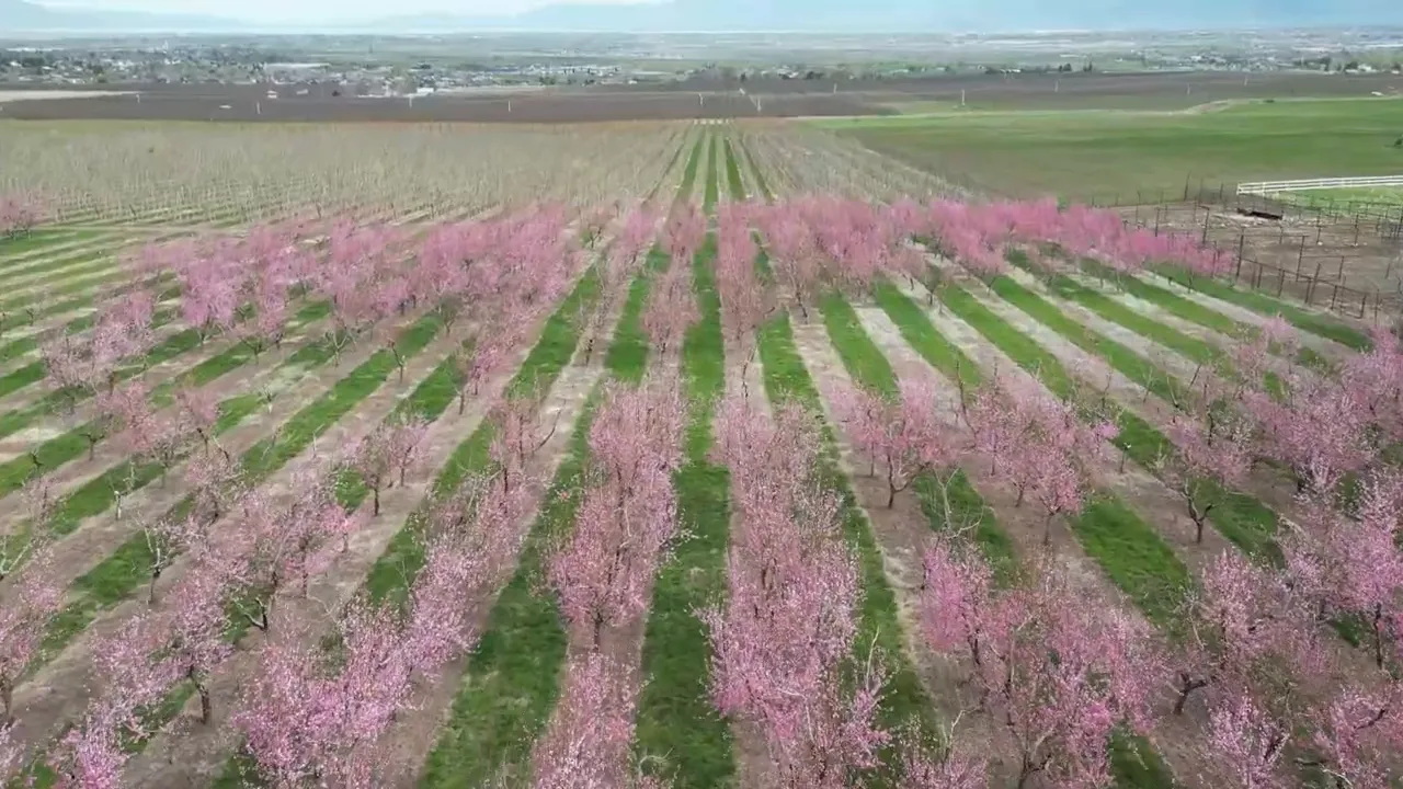 Blossoming tree and orchard in spring in Utah County