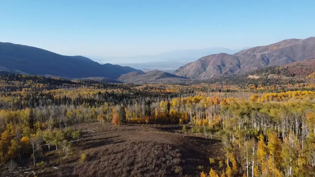 Aspen groves turning golden on the mountainside in fall