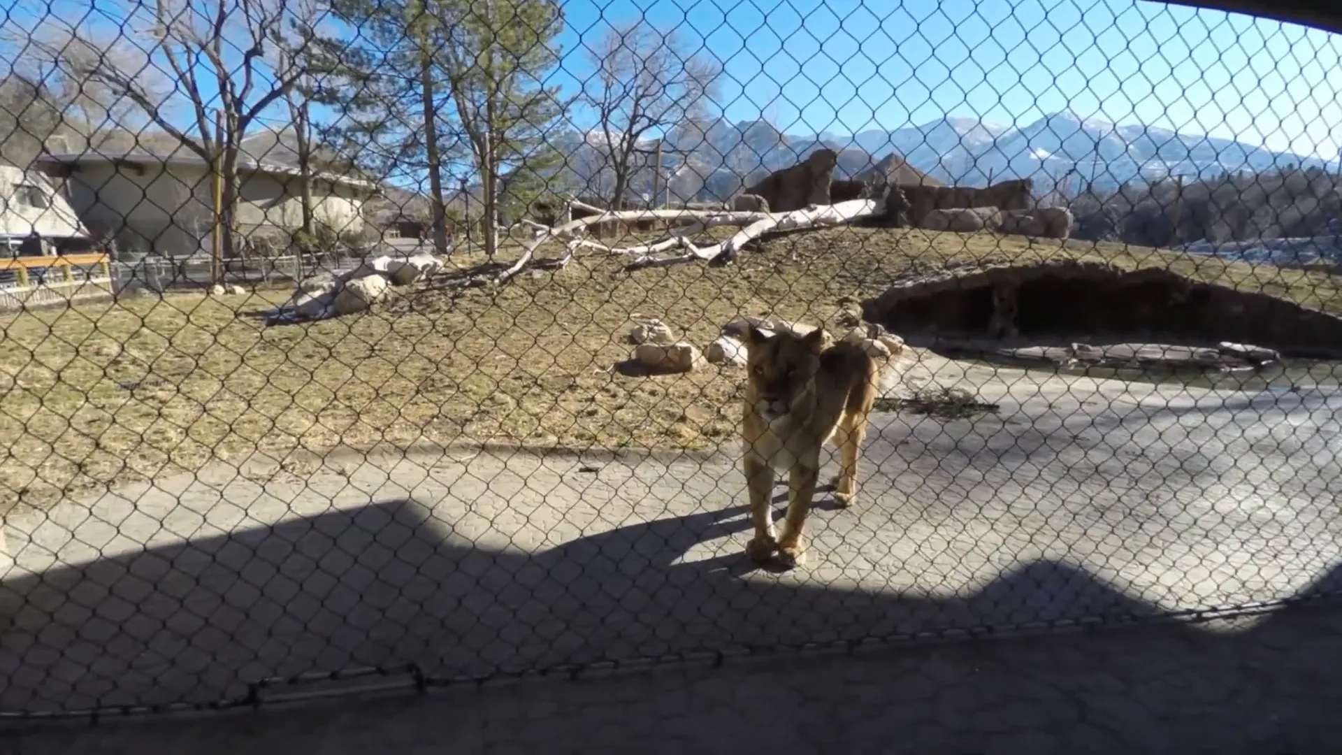 Playful animals at Utah's Hogle Zoo with mountain backdrop