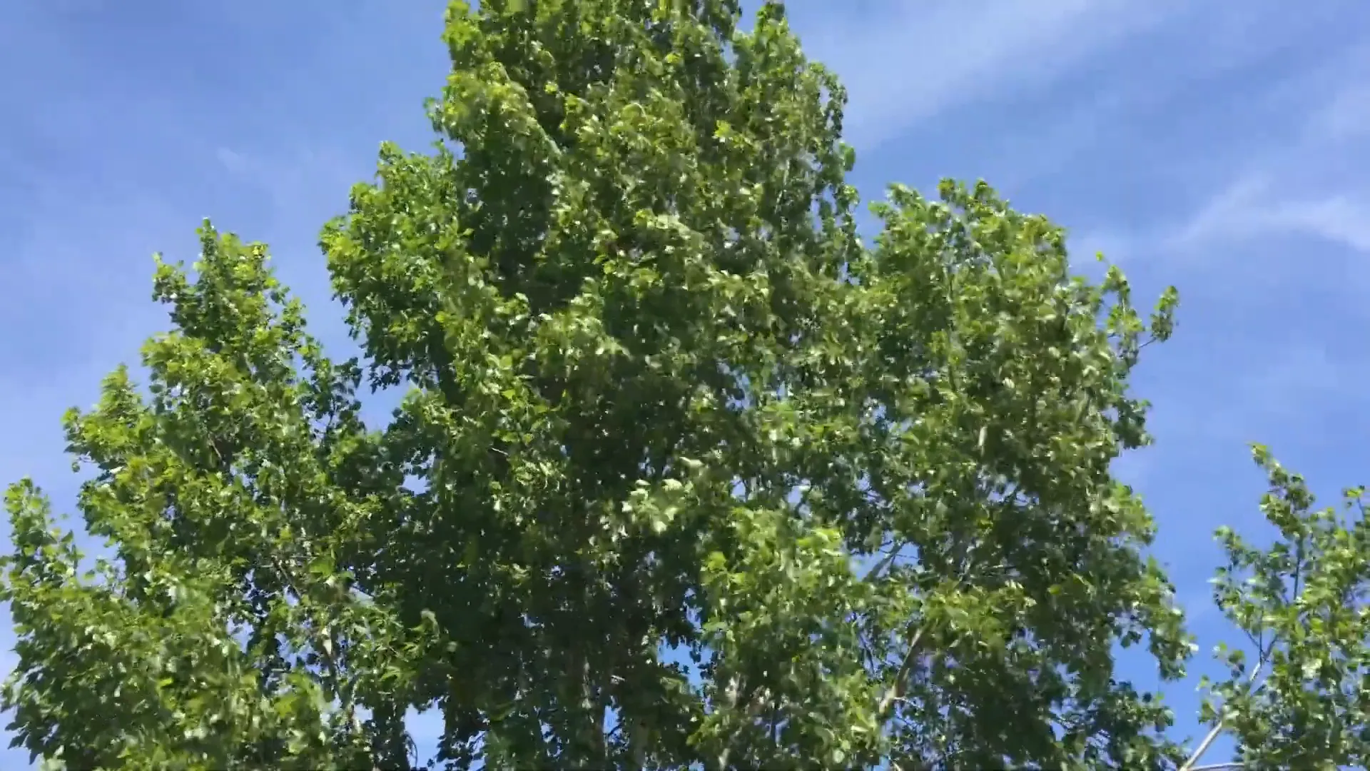 Windy weather in Roy, Utah