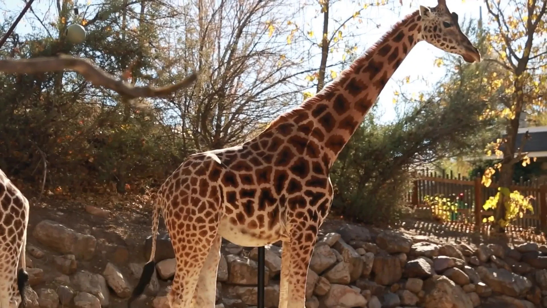 Hogle Zoo animals