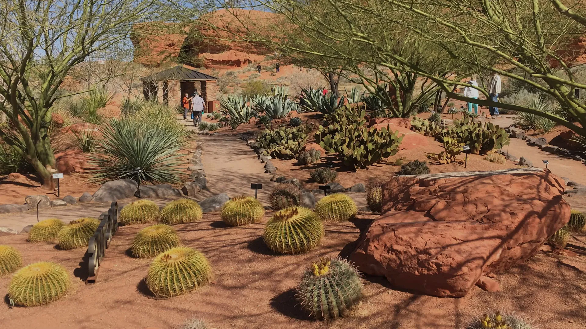 Red Hills Desert Garden showcasing desert flora