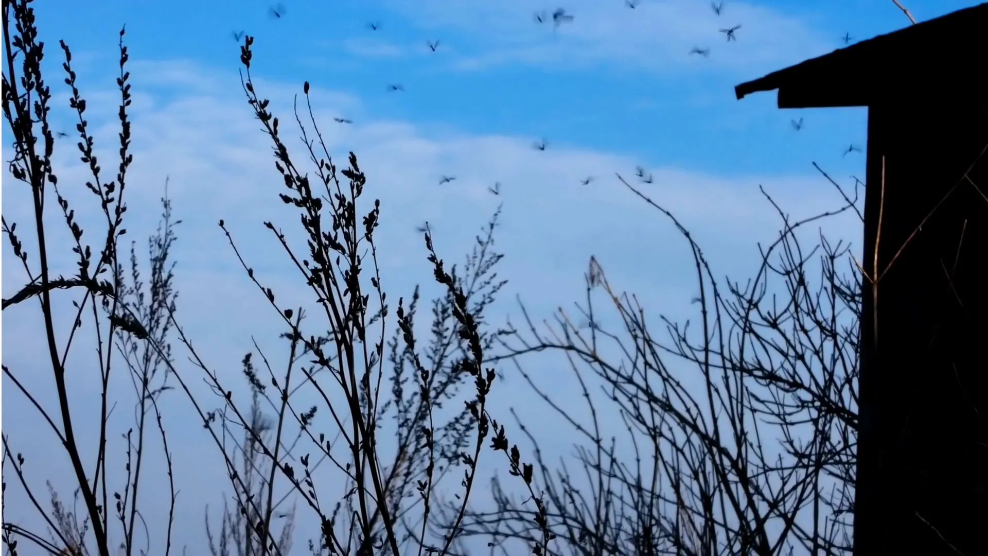 Mosquitoes can be a nuisance in Syracuse