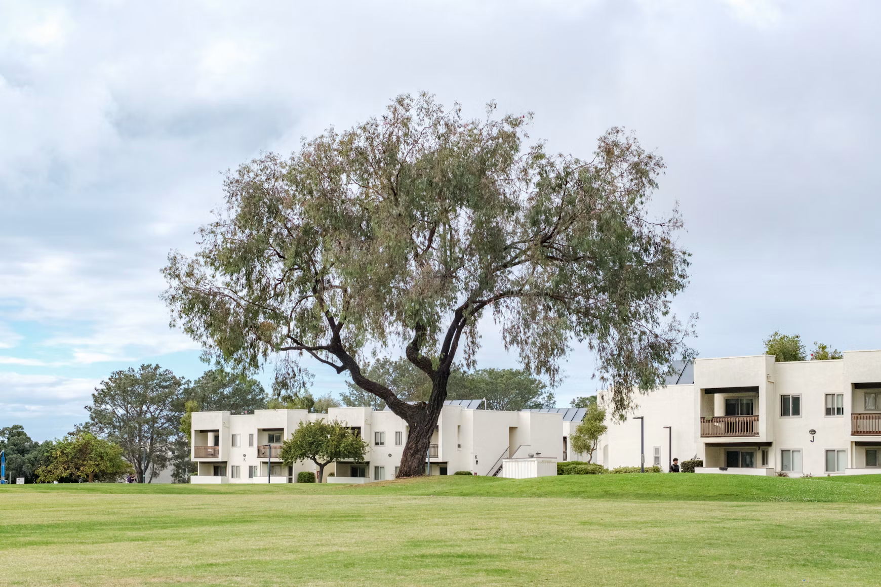 Large tree on a grassy apartment lawn beside residential buildings